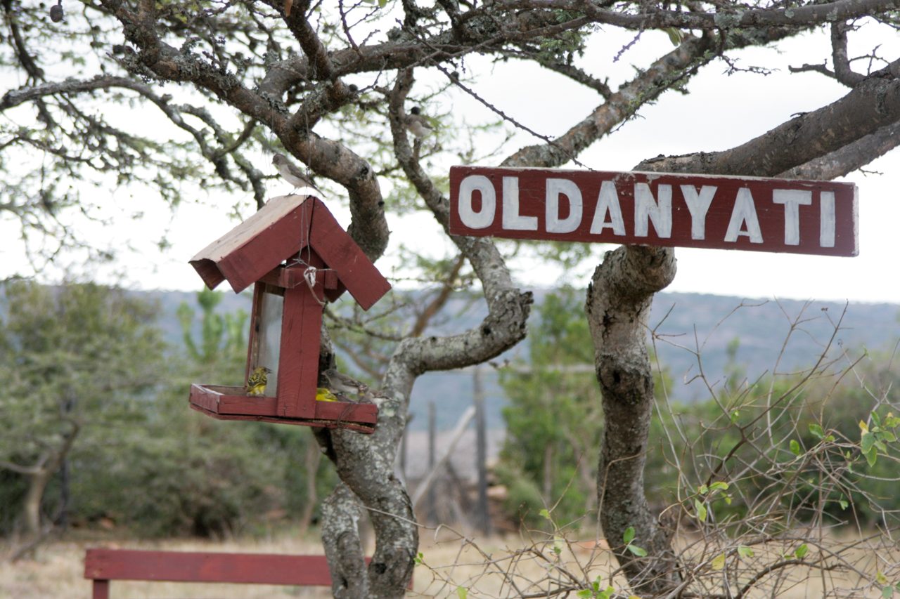 The Oldanyati sign on an acacia branch