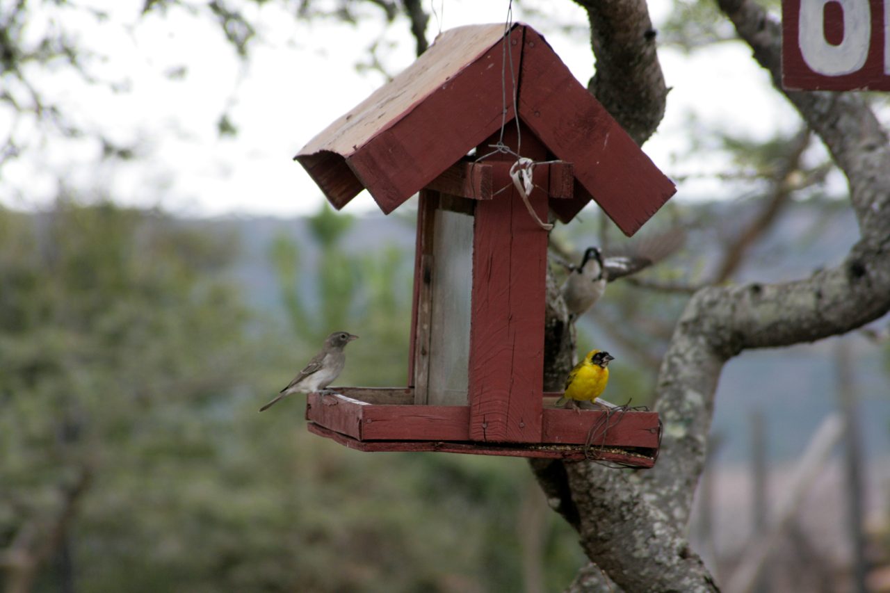 Weavers at the bird feeder